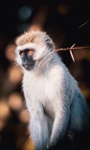 Preview wallpaper vervet monkey, monkey, wildlife