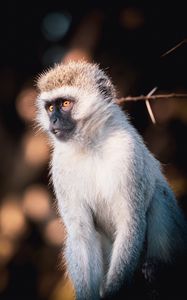 Preview wallpaper vervet monkey, monkey, wildlife