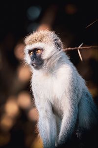 Preview wallpaper vervet monkey, monkey, wildlife