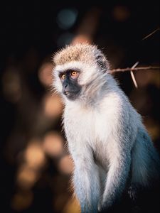 Preview wallpaper vervet monkey, monkey, wildlife