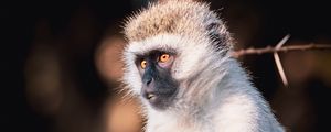 Preview wallpaper vervet monkey, monkey, wildlife