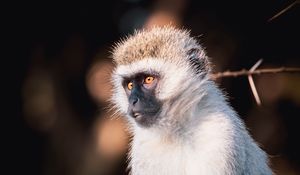Preview wallpaper vervet monkey, monkey, wildlife