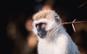 Preview wallpaper vervet monkey, monkey, wildlife