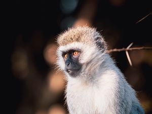 Preview wallpaper vervet monkey, monkey, wildlife