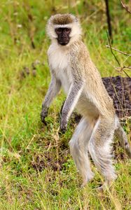 Preview wallpaper vervet, monkey, wildlife, animal