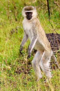 Preview wallpaper vervet, monkey, wildlife, animal