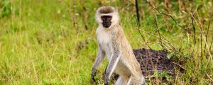 Preview wallpaper vervet, monkey, wildlife, animal