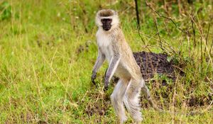 Preview wallpaper vervet, monkey, wildlife, animal