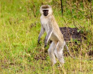 Preview wallpaper vervet, monkey, wildlife, animal