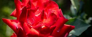 Preview wallpaper veterans honor, rose, flower, red, petals, blur