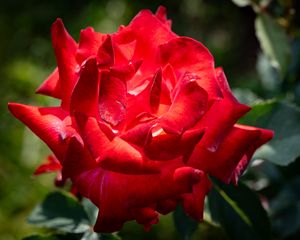 Preview wallpaper veterans honor, rose, flower, red, petals, blur