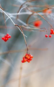 Preview wallpaper viburnum, berries, bunch, branch, blur, autumn