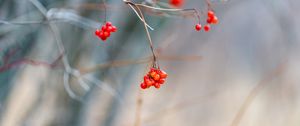 Preview wallpaper viburnum, berries, bunch, branch, blur, autumn