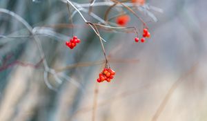 Preview wallpaper viburnum, berries, bunch, branch, blur, autumn