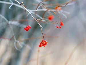 Preview wallpaper viburnum, berries, bunch, branch, blur, autumn