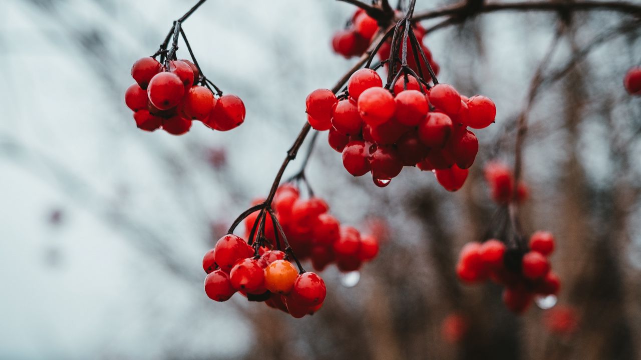 Wallpaper viburnum, berries, bunch, red, wet hd, picture, image