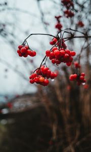 Preview wallpaper viburnum, berries, bunch, red, wet