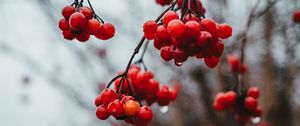 Preview wallpaper viburnum, berries, bunch, red, wet