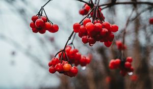 Preview wallpaper viburnum, berries, bunch, red, wet