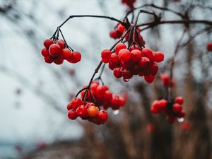 Preview wallpaper viburnum, berries, bunch, red, wet