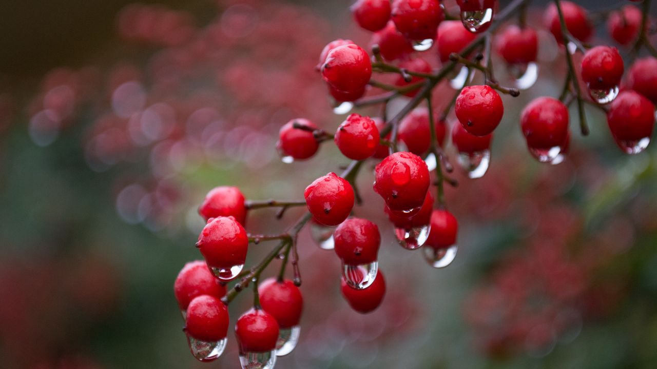 Wallpaper viburnum, berries, drops, rain, macro
