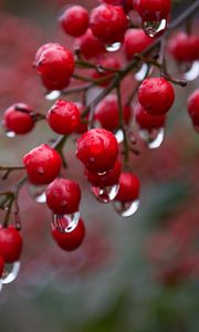 Preview wallpaper viburnum, berries, drops, rain, macro