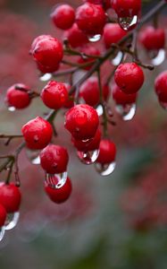 Preview wallpaper viburnum, berries, drops, rain, macro