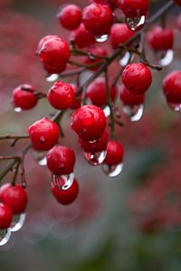 Preview wallpaper viburnum, berries, drops, rain, macro