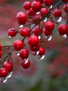 Preview wallpaper viburnum, berries, drops, rain, macro