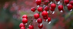 Preview wallpaper viburnum, berries, drops, rain, macro