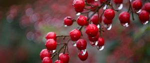 Preview wallpaper viburnum, berries, drops, rain, macro