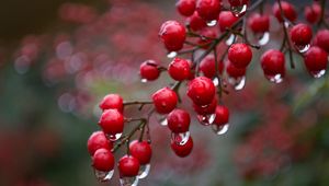 Preview wallpaper viburnum, berries, drops, rain, macro