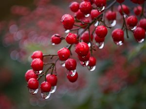 Preview wallpaper viburnum, berries, drops, rain, macro