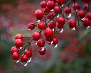 Preview wallpaper viburnum, berries, drops, rain, macro