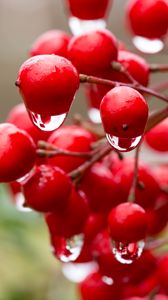 Preview wallpaper viburnum, berries, drops, water, macro, red