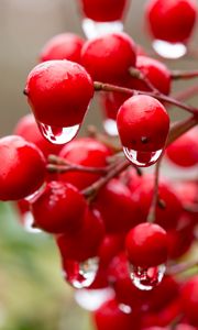 Preview wallpaper viburnum, berries, drops, water, macro, red