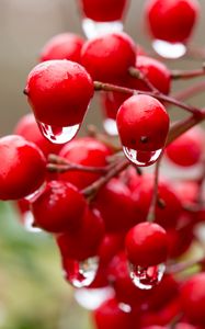 Preview wallpaper viburnum, berries, drops, water, macro, red