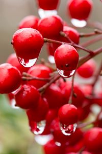 Preview wallpaper viburnum, berries, drops, water, macro, red