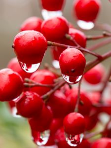 Preview wallpaper viburnum, berries, drops, water, macro, red