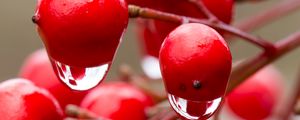 Preview wallpaper viburnum, berries, drops, water, macro, red