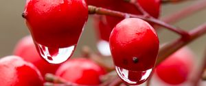 Preview wallpaper viburnum, berries, drops, water, macro, red