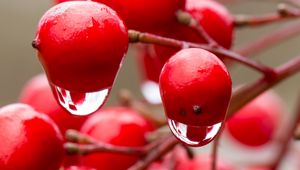 Preview wallpaper viburnum, berries, drops, water, macro, red