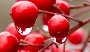 Preview wallpaper viburnum, berries, drops, water, macro, red