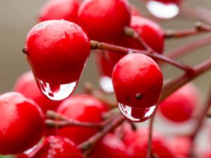 Preview wallpaper viburnum, berries, drops, water, macro, red