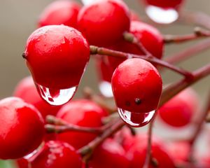 Preview wallpaper viburnum, berries, drops, water, macro, red