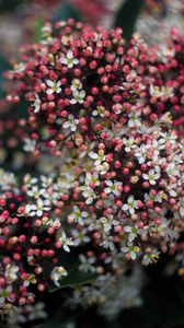 Preview wallpaper viburnum, berries, flowers, inflorescences