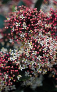 Preview wallpaper viburnum, berries, flowers, inflorescences