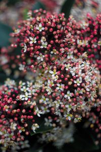 Preview wallpaper viburnum, berries, flowers, inflorescences