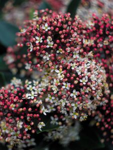 Preview wallpaper viburnum, berries, flowers, inflorescences