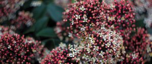 Preview wallpaper viburnum, berries, flowers, inflorescences